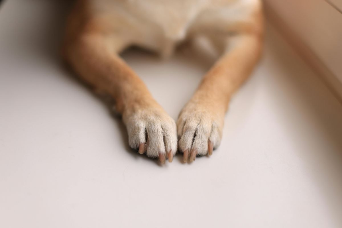 zampe del cane