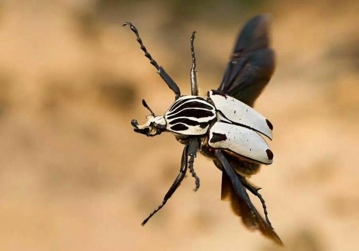 Scarabeo golia in volo