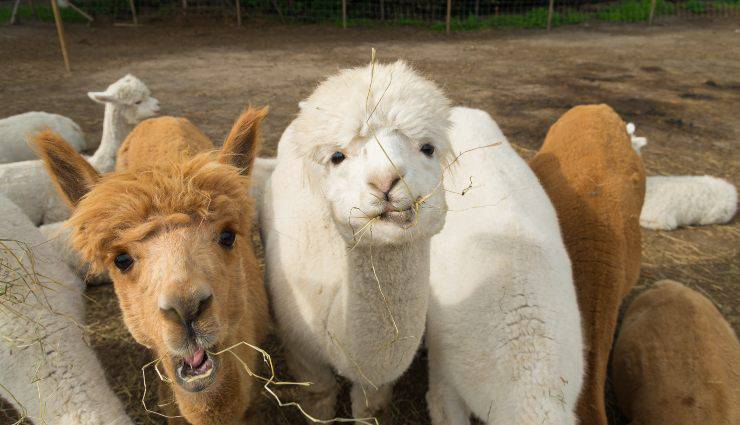 alpaca