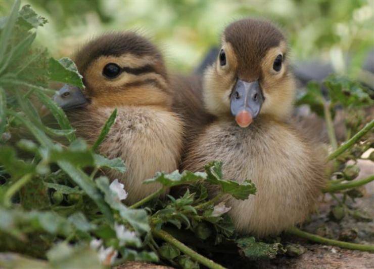 animali con i cuccioli più belli anatroccoli