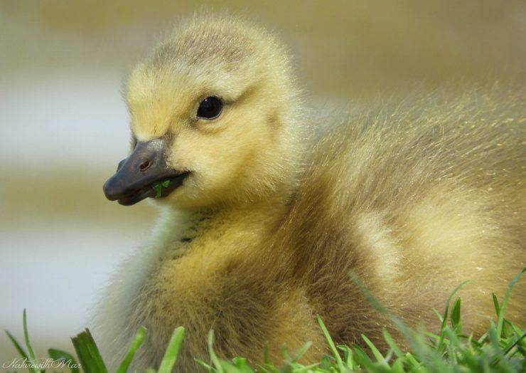 anatroccolo animali con i cuccioli più belli