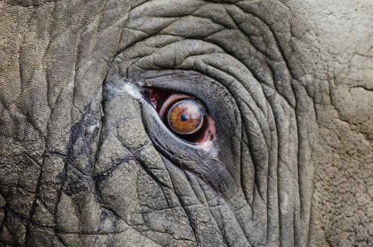 Occhio di elefante