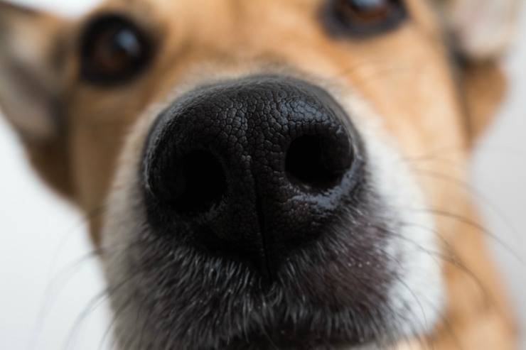 Baffi del cane