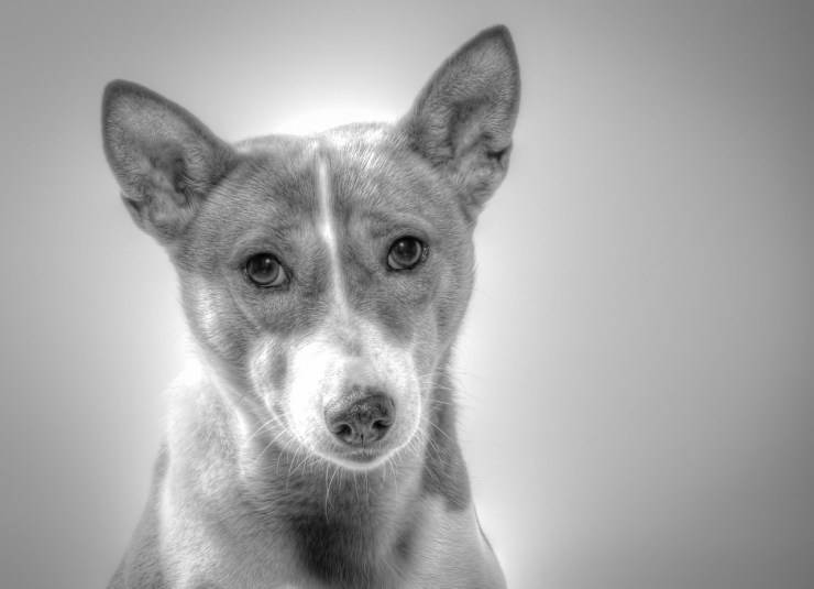 Basenji