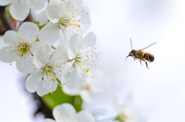 L'ape è l'impollinatrice naturale