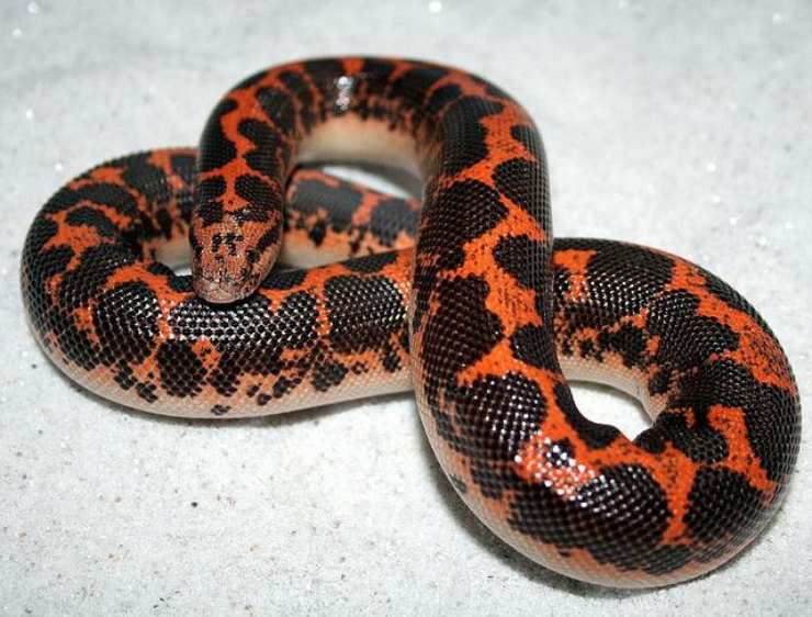 boa della sabbia keniota serpente animali del deserto