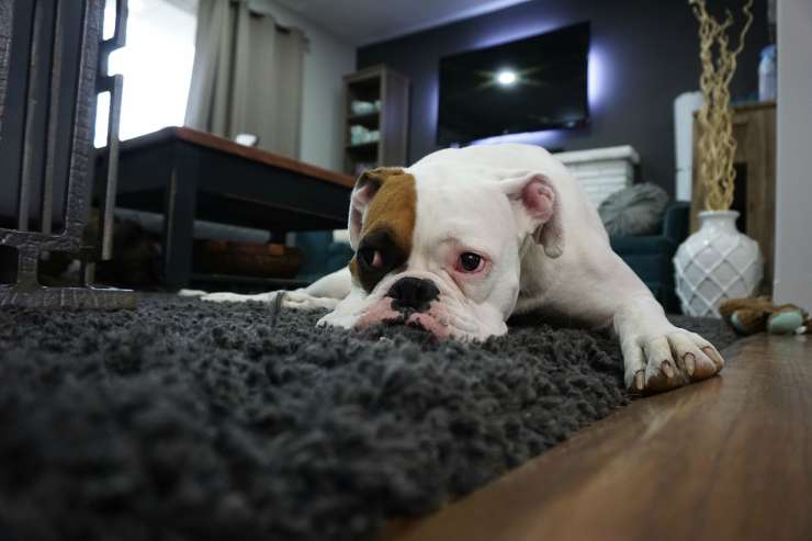 Boxer pigro (Foto Pixabay)
