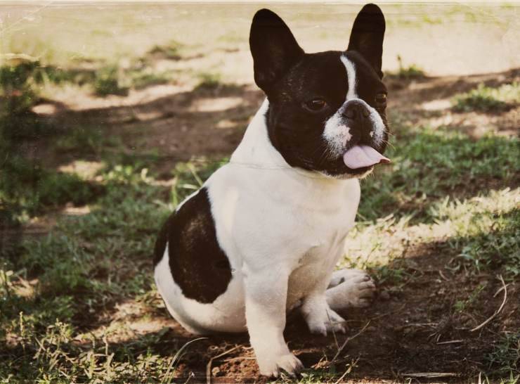 bulldog francese flickr