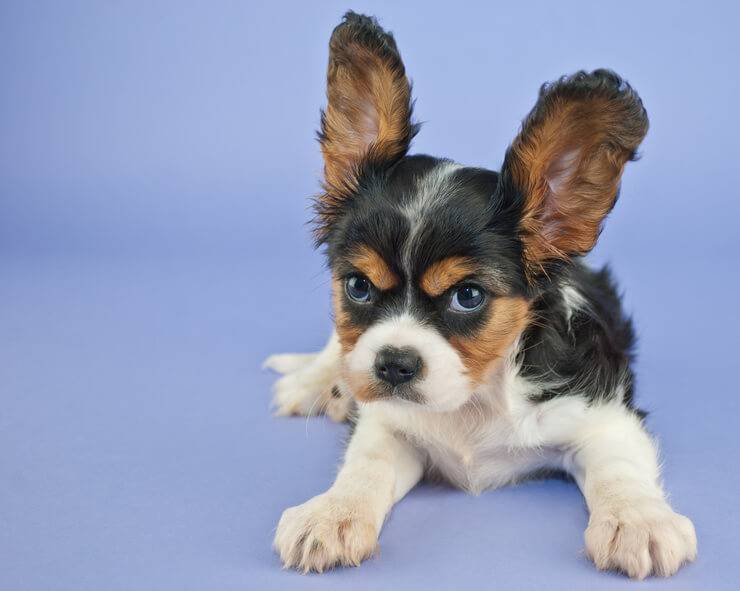 Il cane abbaia troppo (Foto AdobeStock)
