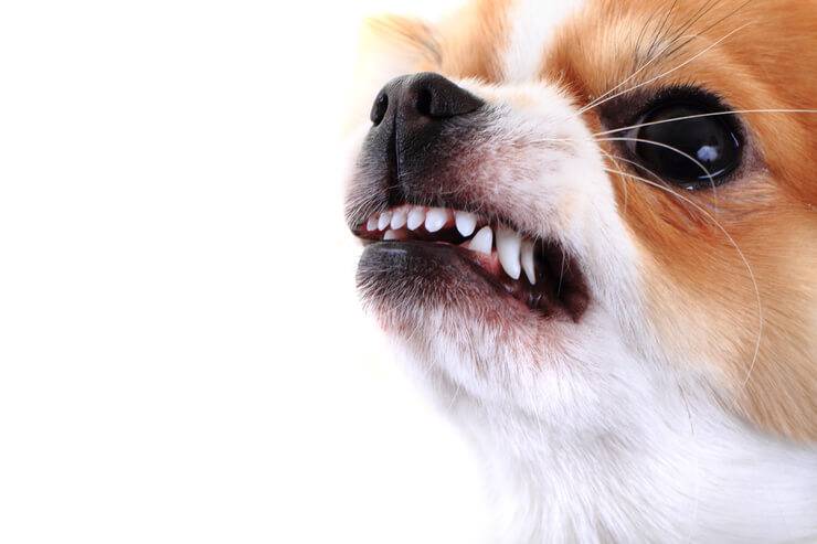 Il cane abbaia troppo (Foto AdobeStock)