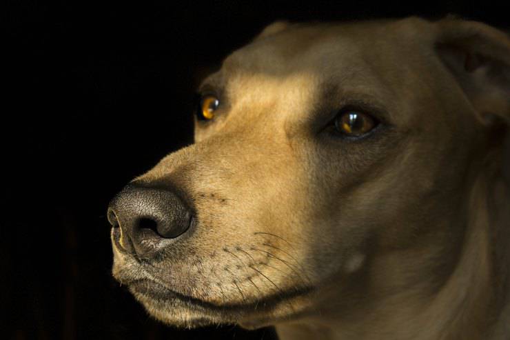 Baffi del cane