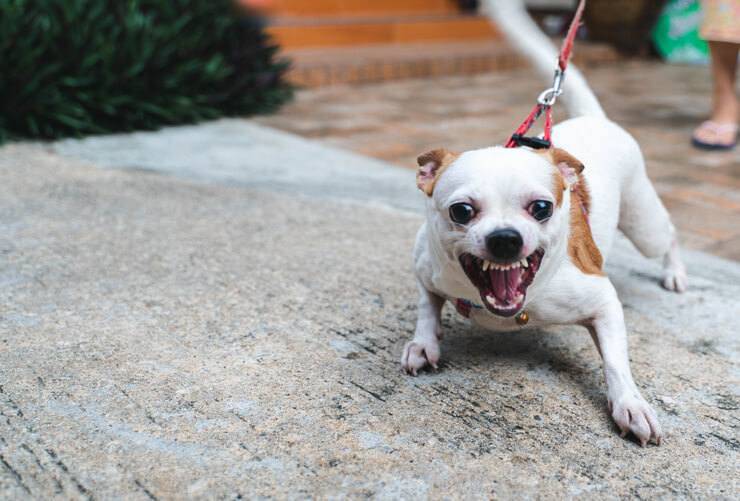 cagnolino arrabbiato