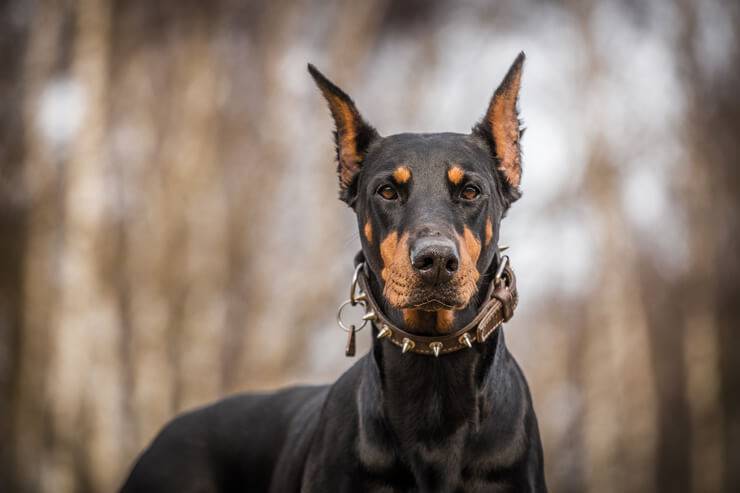 Il cane abbaia troppo (Foto AdobeStock)