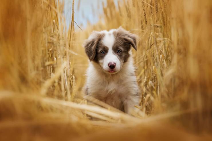 Suggerimenti sull'esercizio fisico per i cani