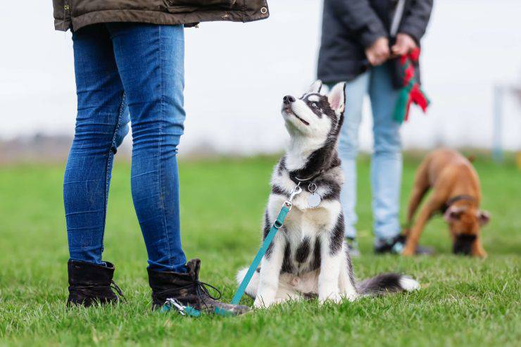 Esercizio fisico per i cani: quanto ne serve e come farlo al meglio