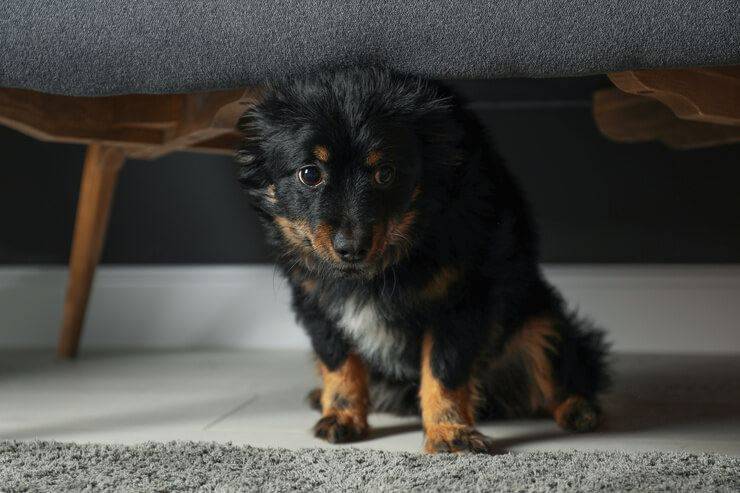 Il cane abbaia troppo (Foto AdobeStock)