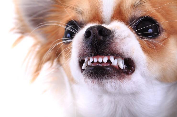 Il cane abbaia troppo (Foto AdobeStock)