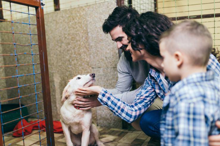 cane famiglia canile