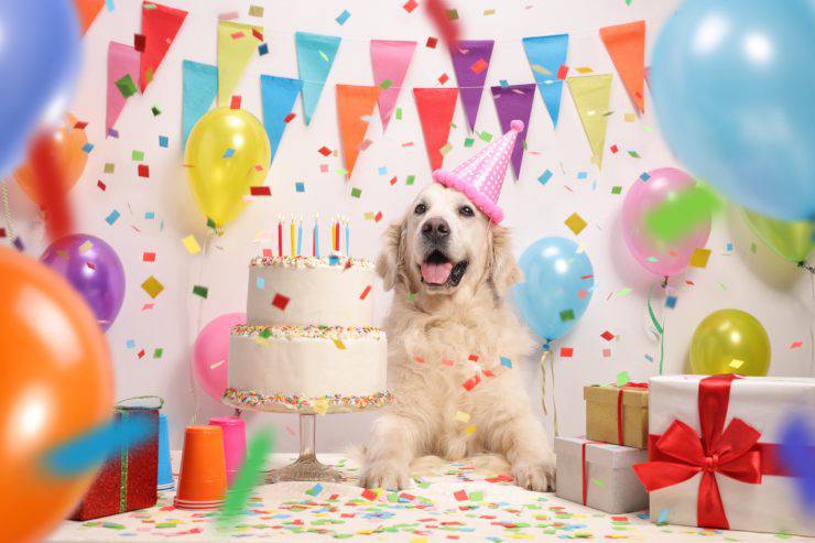 Come lanciare una perfetta Puppy Shower
