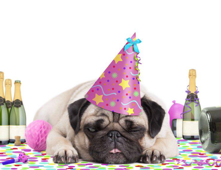 Il nuovo cane dovrebbe partecipare alla festa?