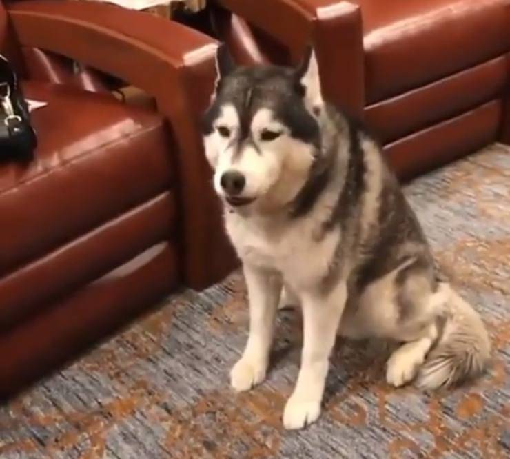 husky