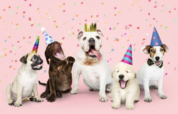 Gli ospiti possono portare il loro cane?