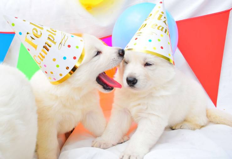 la puppy shower, la festa per l'arrivo di un cucciolo