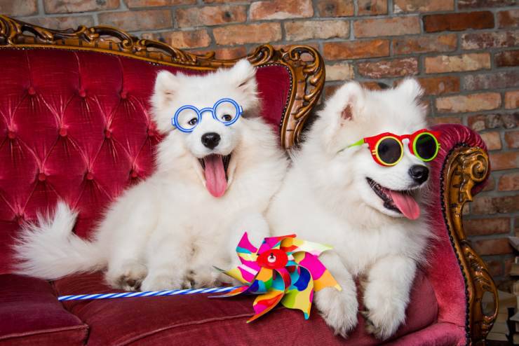 Attività per cani e umani alla festa