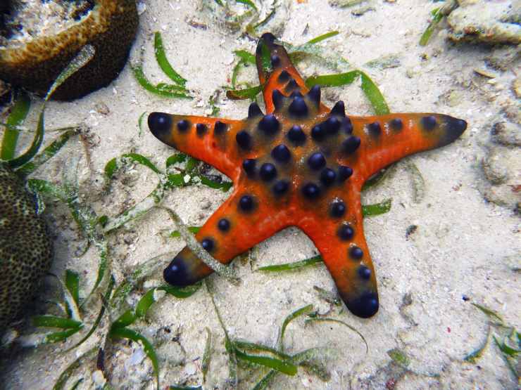 stella marina cannibale Protoreaster nodosus
