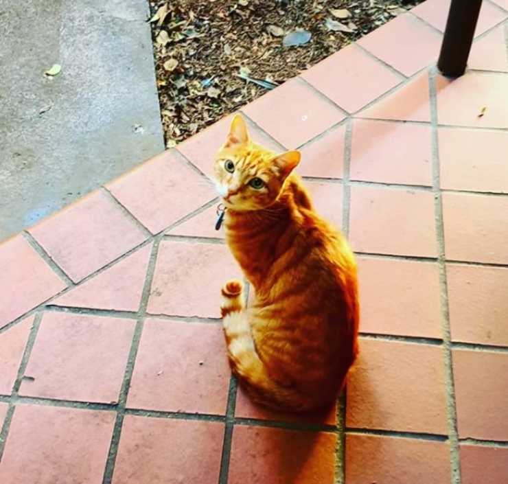 gatto intrufola casa vicini