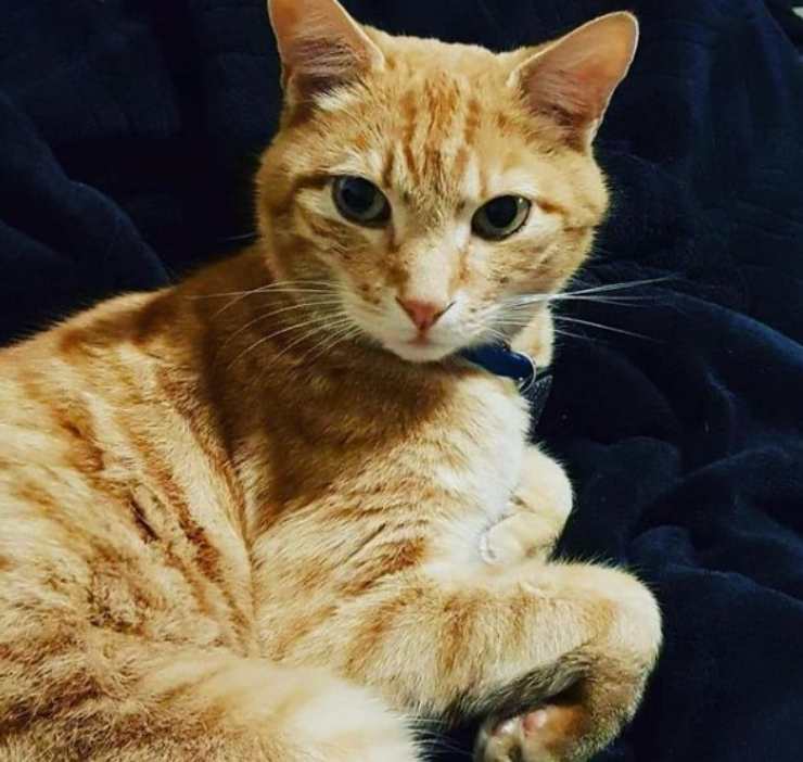 micio