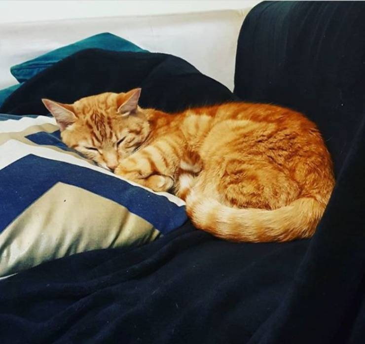 gatto dorme