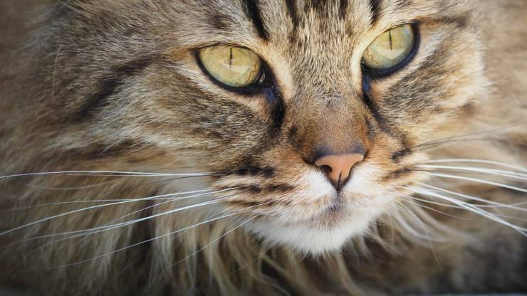 Il gatto perde i baffi