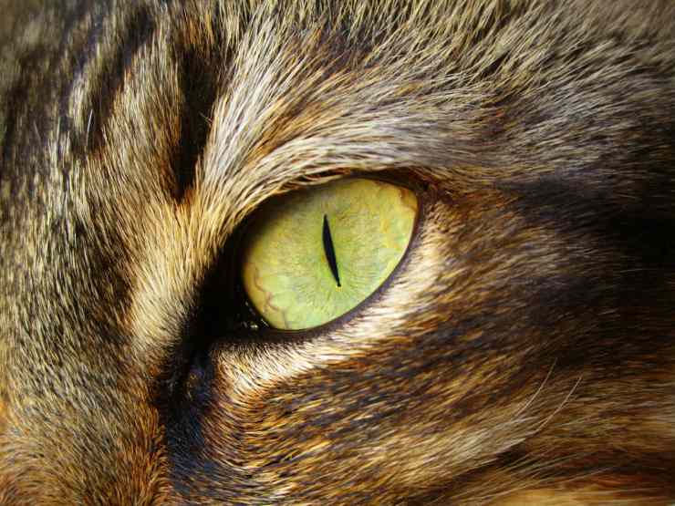 Occhi del gatto cambiano colore