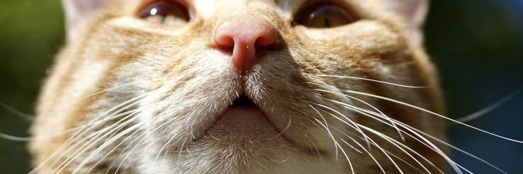 Il gatto puzza: ecco cosa possiamo fare