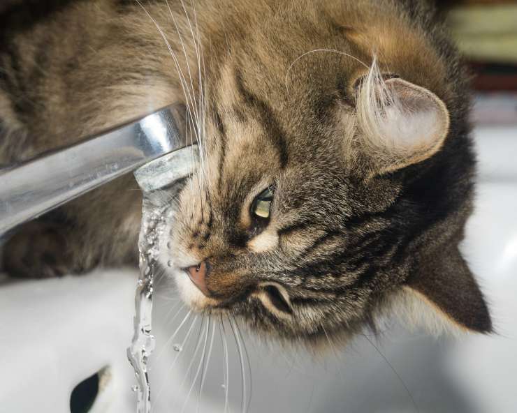 Gatto e rubinetto