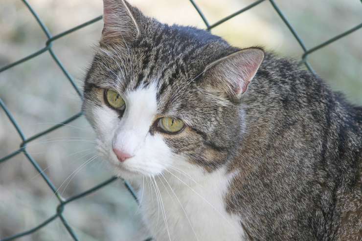Gli occhi del gatto cambiano colore