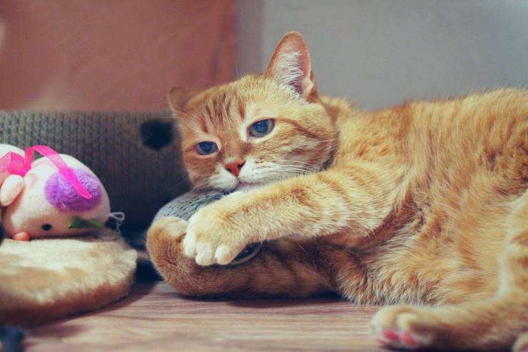 Gatto copre il cibo