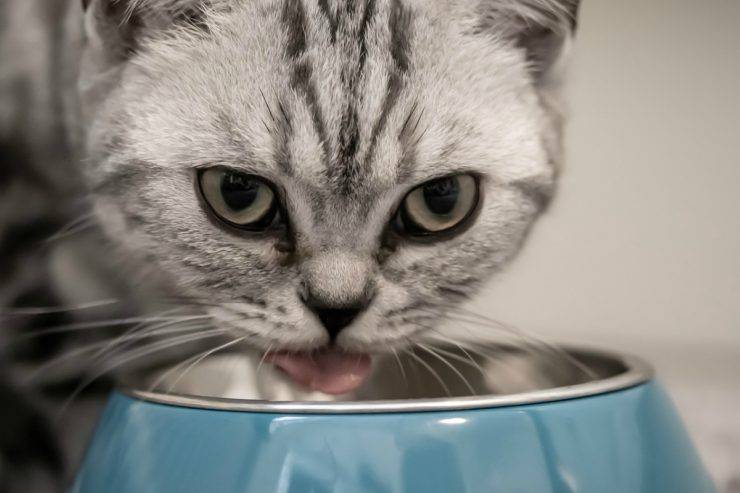 Il gatto copre il cibo