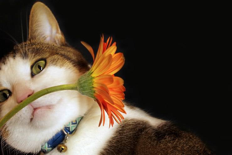 come togliere la puzza del gatto perchè il gatto puzza