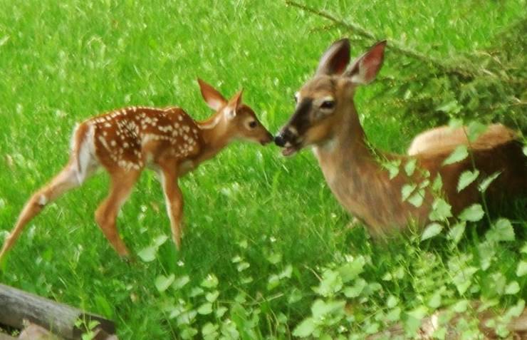 Cerbiatto e mamma cervo