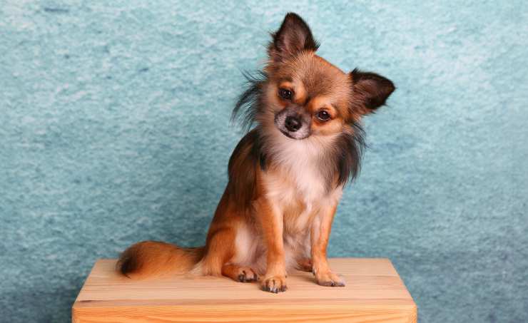 Un tenero chihuahua (Foto Pixabay)