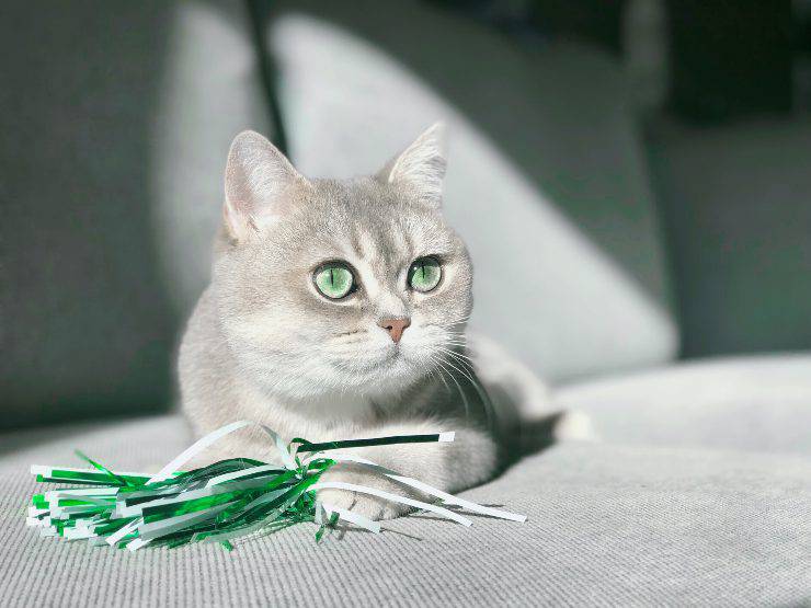 Solitudine del gatto