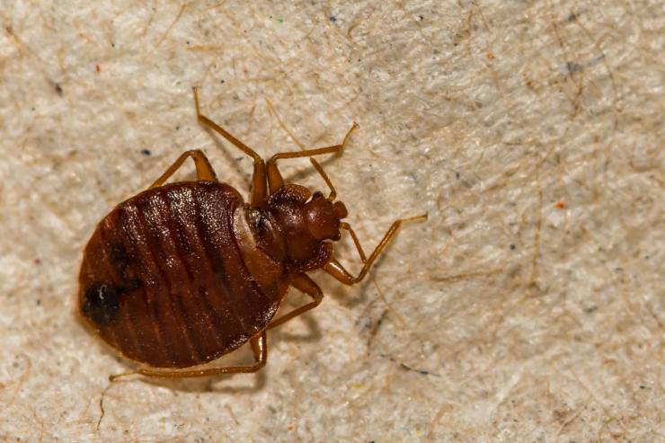 Cosa fare se il gatto mangia una cimice
