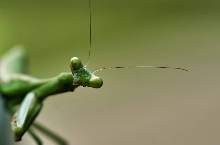Migliori insetti domestici