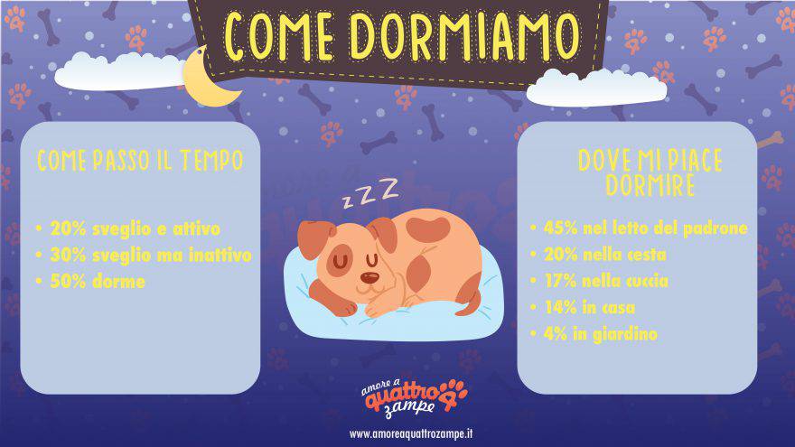 quanto dorme cane infografica