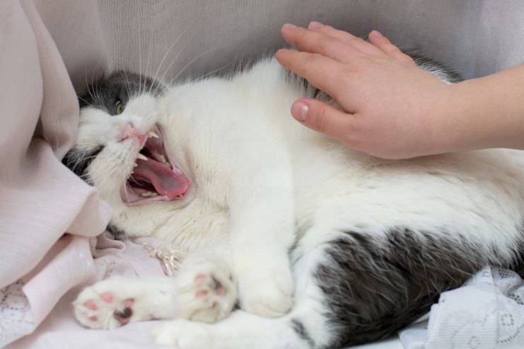 comportamento del gatto dopo un infortunio