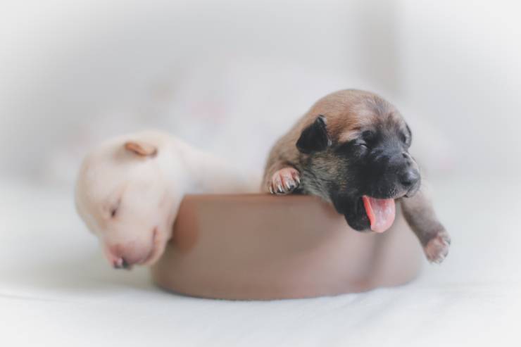 cuccioli animali con i cuccioli più belli