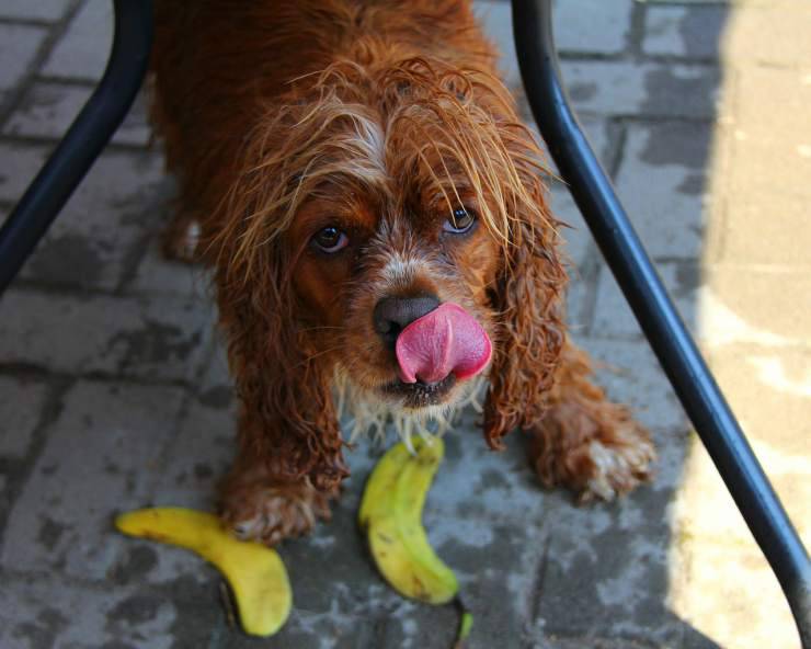 Cane lecca il pavimento