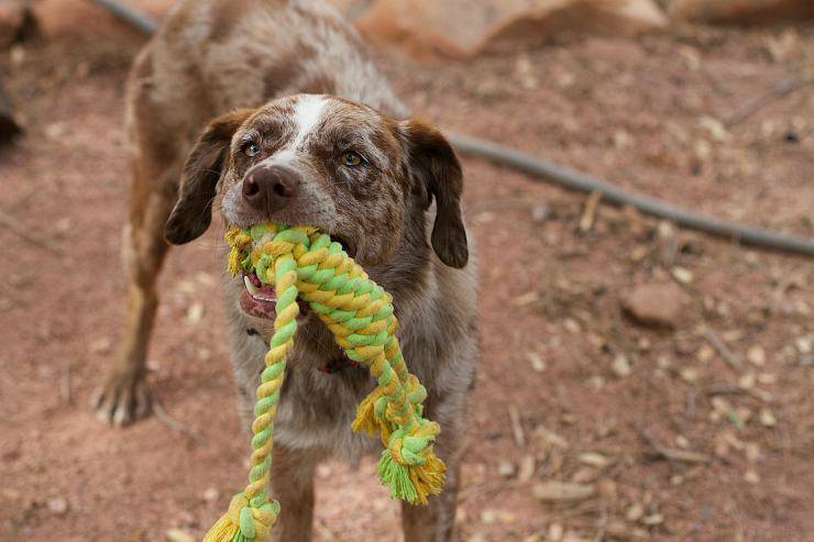 Togliere oggetti dalla bocca del cane